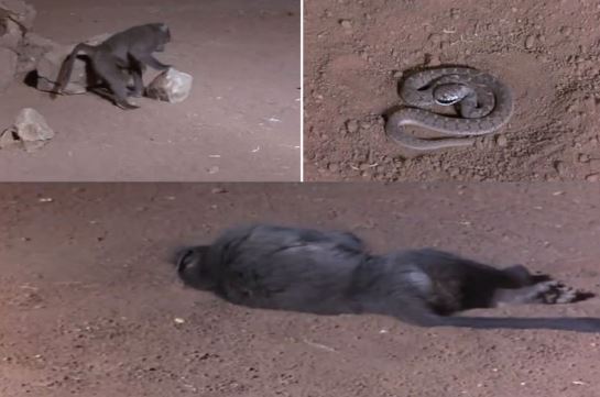 Clip: Khỉ đầu chó bị rắn dọa “chết ngất”