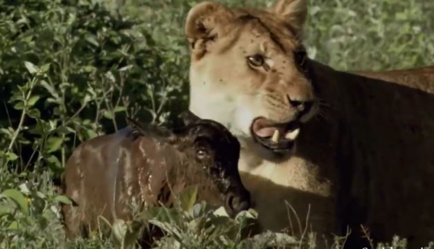 Kết cục khó tin khi linh dương đầu bò con tưởng sư tử là mẹ