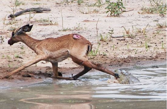 Clip: Linh dương con nỗ lực giành sự sống trước miệng cá sấu