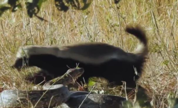 Lưng mật bạo gan tấn công dồn dập hạ gục trăn đá