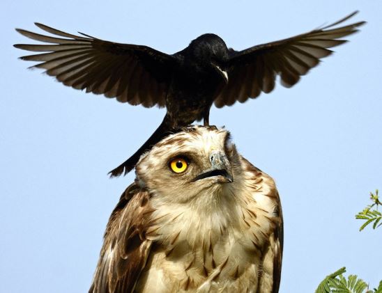 Quạ đen láu cá "đè đầu cưỡi cổ" đại bàng