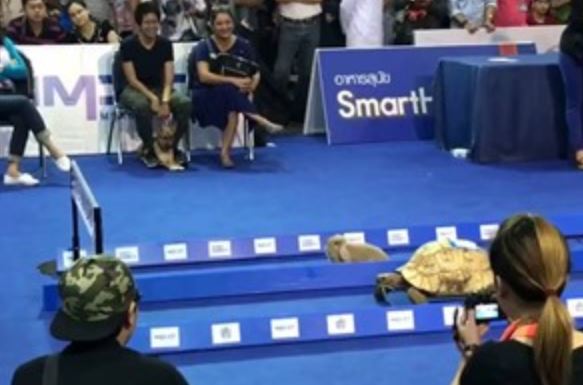 Clip: Cuộc đua rùa và thỏ ngoài đời thực