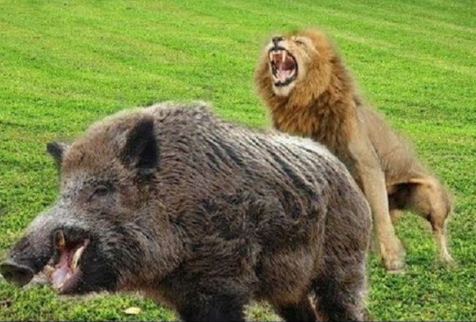 Sư tử di chuyển không tiếng động, lợn lòi bị tóm gọn