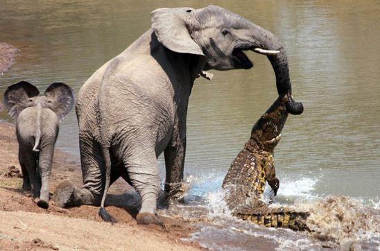 Clip: Voi “câu” được cá sấu khi đang uống nước