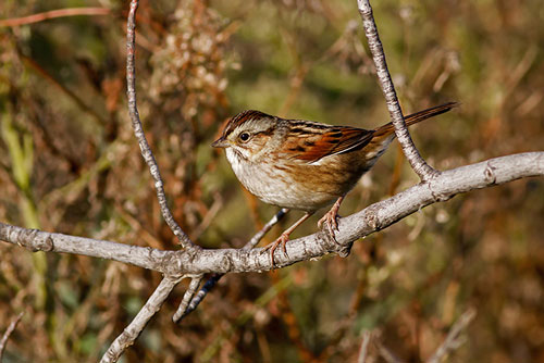 Loài chim đã hót một giai điệu không thay đổi suốt 1000 năm