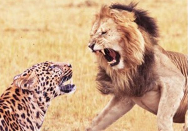 Clip: Sư tử săn giết báo ge-pa