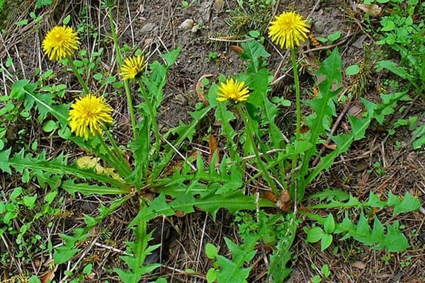 Bồ công anh - 'thần dược' hỗ trợ tóc mọc nhanh