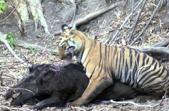 Clip: Màn vật lộn giữa hổ và heo rừng