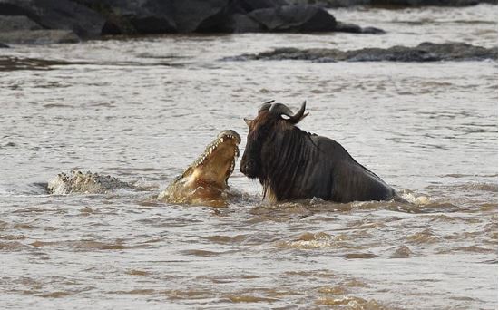 Linh dương đầu bò bỏ mạng vì cả gan qua mặt cá sấu