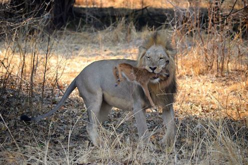 Nai nhỏ lạc mẹ chết thảm dưới nanh vuốt sư tử