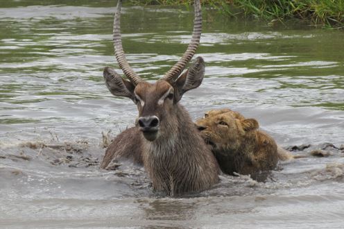Clip: Sư tử truy sát linh dương dưới hồ nước