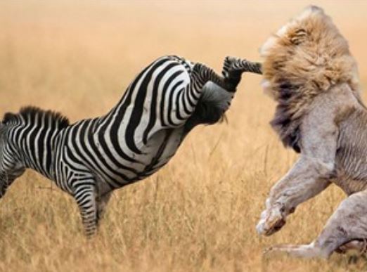 Clip: Sư tử bị ngựa vằn đá trọng thương