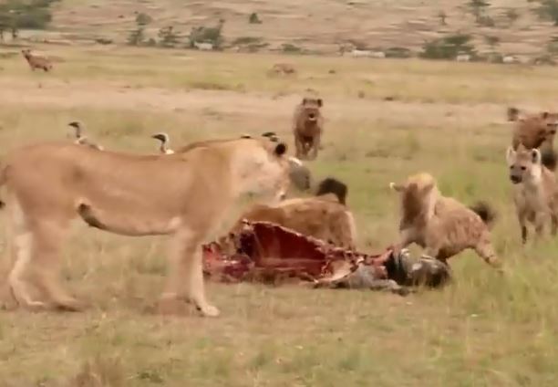 Sư tử đực thể hiện uy quyền, đánh đuổi linh cẩu cướp xác ngựa vằn