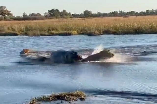 Chọn sai chỗ vượt sông, sư tử suýt bị hà mã ngoạm chết