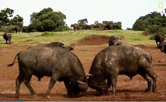 Cuộc chiến giành bạn tình cực kỳ căng thẳng của hai chú trâu rừng