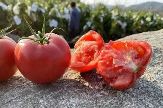 Mua cà chua đừng chỉ chọn quả đỏ, người bán tiết lộ cách chọn quả nào cũng nhiều cát, ngọt và mọng nước