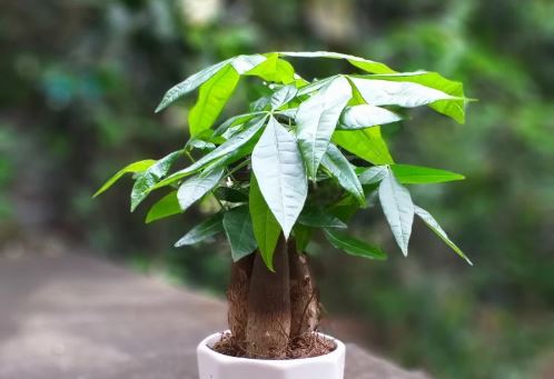 Trời lạnh đừng tưới nước cho 5 loại cây này, làm sai cây thối rễ, vàng lá ngay