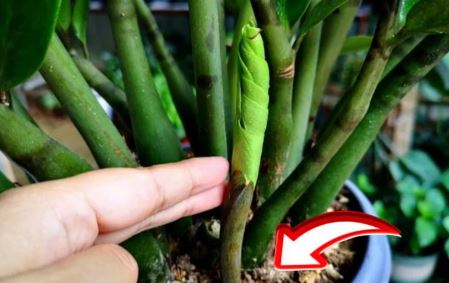 Cây kim tiền thích 'ăn' 3 thứ này, cứ vùi vào chậu là chồi non đua nhau mọc kín chậu