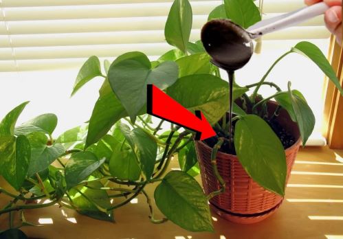 Cây trầu bà cực "thích" 1 loại nước: Cứ cho uống đều đặn, chồi và rễ đua nhau mọc, lá to bằng bàn tay