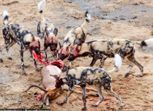 Clip: Đàn chó hoang cắn xé linh dương Impala