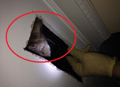 Chuột chạy rầm rầm trên trần nhà: Làm cách này là đuổi hết, không con nào dám quay lại