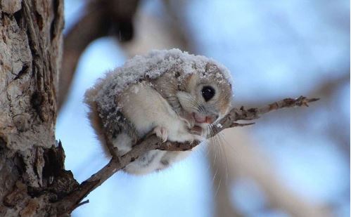 Mê mẩn trước vẻ đáng yêu của sóc bay lùn Nhật Bản