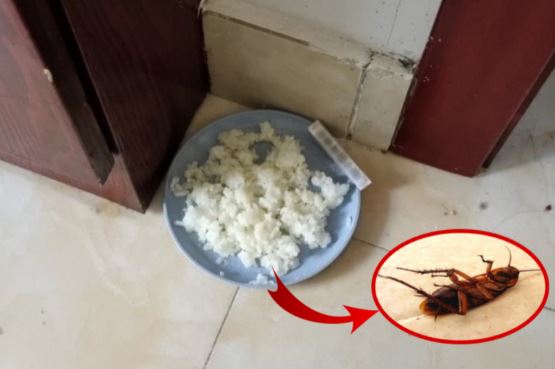 Cơm thừa đừng vội đổ, đem trộn với bột giặt đặt ở góc nhà, gián chạy đi hết
