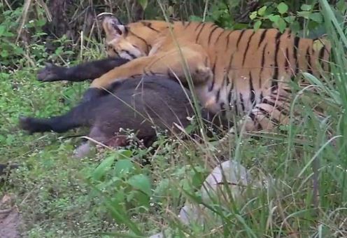 Clip: Heo rừng kịch chiến giành sự sống trước hổ dữ