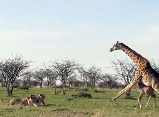 Clip: Hươu cao cổ chống trả sư tử, bảo vệ con