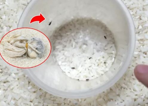 Thả thứ này vào thùng gạo không bao giờ lo mối mọt, gạo để bao lâu nấu vẫn dẻo ngon
