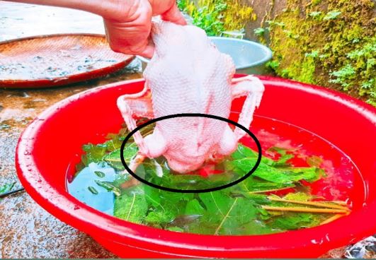 Vò nắm lá này thả vào chậu nước: Nhổ lông vịt siêu nhanh, không dính một cọng lông măng