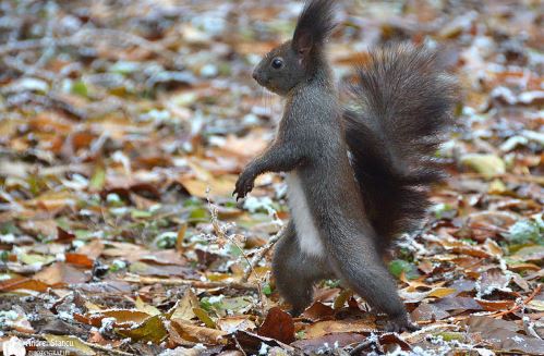 Vẻ đáng yêu, bụ bẫm của họ sóc ở môi trường tự nhiên