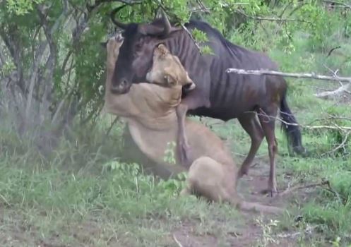 Clip: Linh dương đầu bò thoát chết thần kỳ trước nanh vuốt sư tử