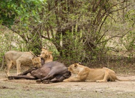 Trâu mẹ mang bầu chết thảm dưới nanh vuốt của đàn sư tử