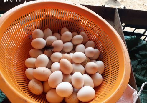 5 mẹo chọn trứng gà ta "bách phát bách trúng", không sợ người bán qua mặt