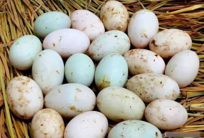 Mua trứng vịt nên chọn “vỏ trắng” hay “vỏ xanh”? Người bán tiết lộ cách chỉ người trong nghề mới biết