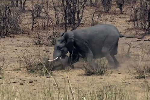 Clip: Voi sát hại trâu rừng dã man