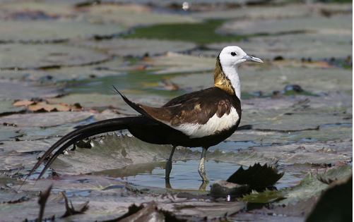 Giống gà biết bơi có nguồn gốc ở châu Á