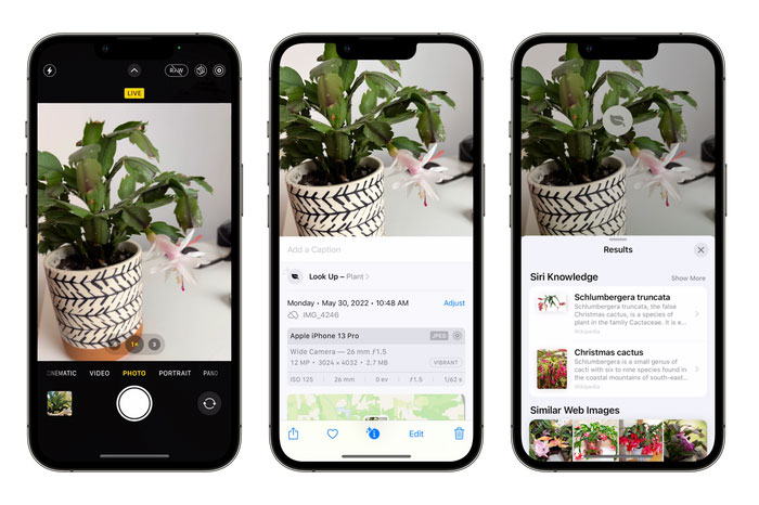 Cách dùng camera trên iPhone để nhận biết các loại cây