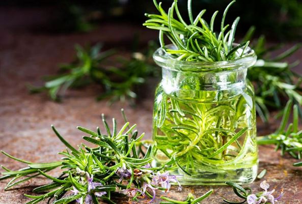 Những tác dụng tuyệt vời của cây hương thảo đối với sức khỏe