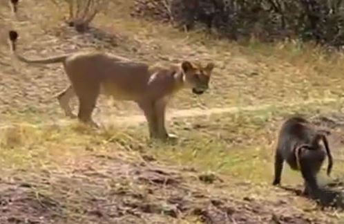 Clip: Khỉ đầu chó bỏ mạng vì... thách thức sư tử
