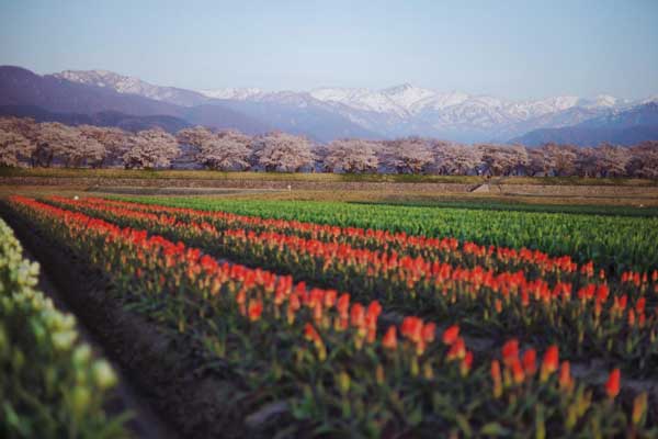 Ngây ngất bức tranh muôn hoa ‘hội tụ’ tại Toyama, Nhật Bản