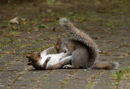 Chùm ảnh màn "tỷ thí võ nghệ" giữa hai chú sóc