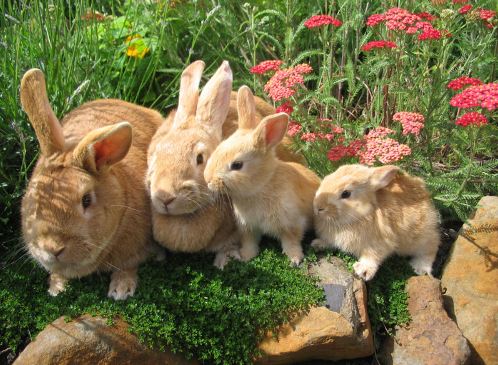 Chùm ảnh đẹp về loài thỏ