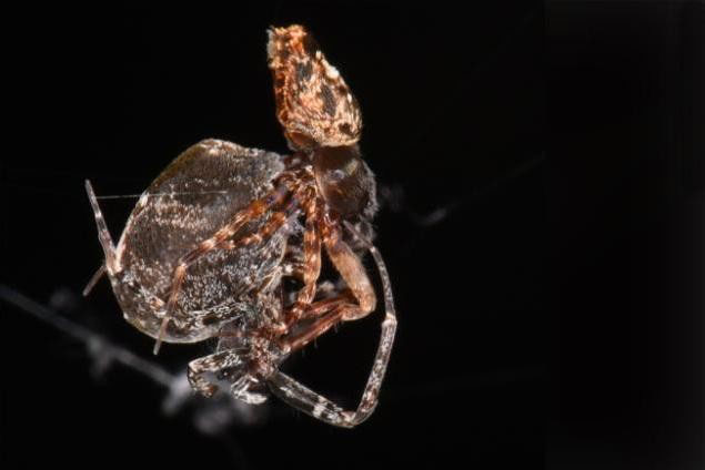 Sau khi ân ái, nhện đực dùng 'khinh công' thoát cảnh bị bạn tình ăn thịt