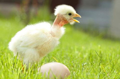 Bộ lông "độc, lạ" của gà cổ trụi