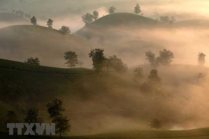 Vẻ đẹp quyến rũ lúc bình minh trên đồi chè Long Cốc ở Phú Thọ