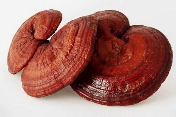 Những lý do bạn nên dùng nấm linh chi mỗi ngày