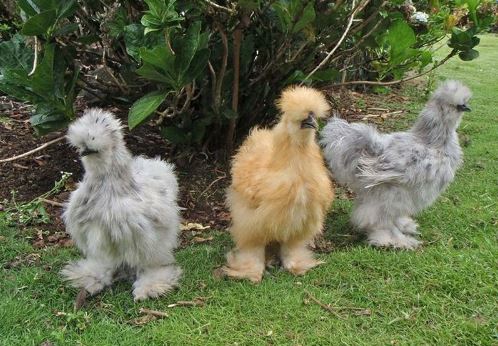 Những giống gà có bề ngoài “độc, lạ” nhất thế giới