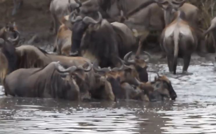 Cá sấu tấn công bất ngờ, đoạt mạng linh dương đầu bò trong ‘một nốt nhạc’